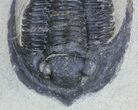 Bargain, Diademaproetus Trilobite - Foum Zguid, Morocco #62079-3